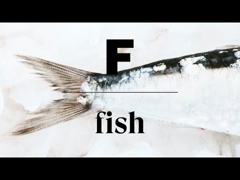 Magazine F – Issue 27: Fish – Video